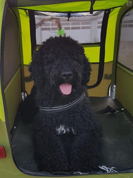 Hund im Fahrradanhnger