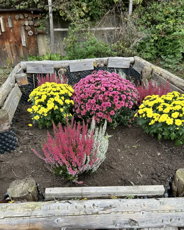Herbstliche Blumen im Schulgarten
