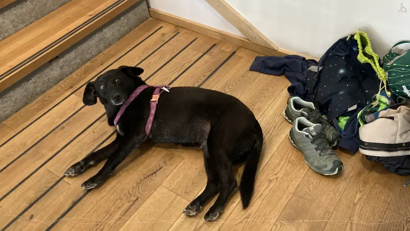 Chica beobachtet die Kletterer